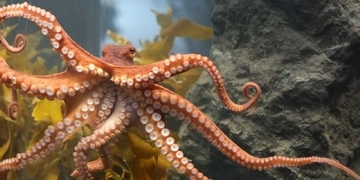 Ahtapot ilginç Özellikleri